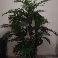 گل مصنوعی کنتیا