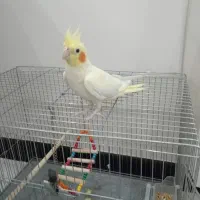 عروس هلندی ماده