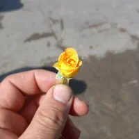 سیم کارت دائمی همراه اول
