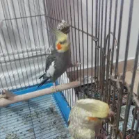 عروس هلندی یکی نر ویکی ماده به همراه قفس