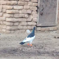 یهودی پرشی کفتر روستا