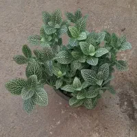 حراجستون غنچه، دست خالی نرو، اشانتیونم بگیر