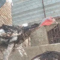 بوقلمون