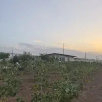 ۲۲۸۰متر باغ ویلا با درختان پسته