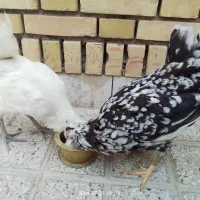 مرغ و خروس گلین لری ۴ الی ۵ ماهه