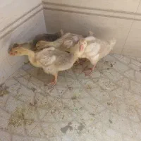 جوجه غاز