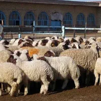 کردی افشارگوسفند گوزل زنده زبع رایگان بهترین نژاد