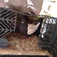 کبوتردونی ۴۰۰۰۰۰