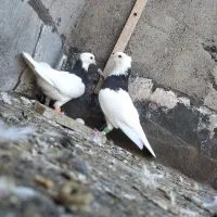 کبوتر طوقی سبز کرباتی