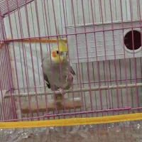 عروس هلندی ماده