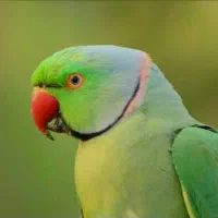 پرنده