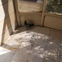 سبز|پرنده|تهران, شادآباد|دیوار