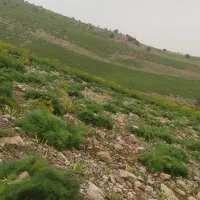 جاشیر
