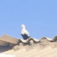 کبوتر