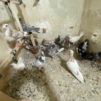 کبوترجوجه