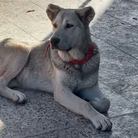 سگ سرابی ۸ماهه