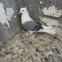 پشت سبز. اوقون . کفتر. آلمانی . معاوضه با جوجه