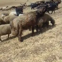 نرمیش قوچ میش روزگاری