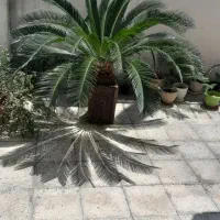فروش سیکاس فوری