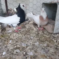 طوقی جوان و درشت همراه جوجه
