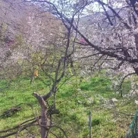 باغ ۲۰۰۰متری در دهبار