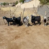 بز وبزغاله