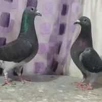 کبوتر پلاکی مولد