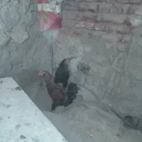 خروس نیمچه