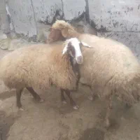 دوعدد میش دندان افتاده سابت باب کشتار