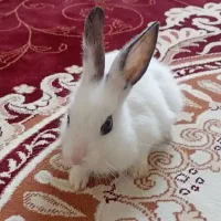 خرگوش