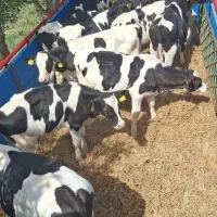 150راس گوساله نر شیر خوار و قطع تا 200کیلو موجود
