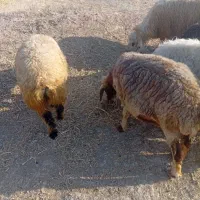 میش جوان با بره
