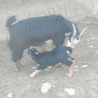 بز داشته
