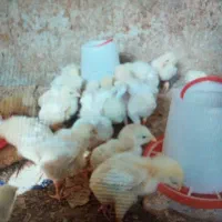 جوجه گوشتی 15 روزه