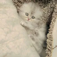 گربه اسکاتیش