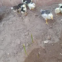 جوجه مرغ گلین پنگوئنی اصل