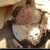 عسل کوهی اصل زنبور وحشی کاملا طبیعی و خالص