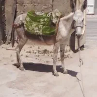 الاغ ماده باری
