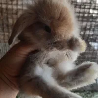 تعدادی بچه خرگوش بفروش میرسد