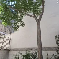 سبلان  ۹۰ متر مشارکت  احتمال تجمیع با همسایه