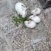 خرگوش ناز و گوگلی