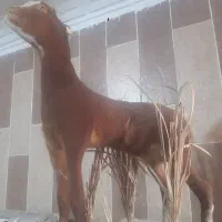 بره نر