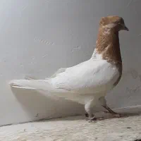 کبوتر کله زرد . طوقی . سبز ابادانی