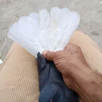 کبوتر|پرنده|باوی, |دیوار