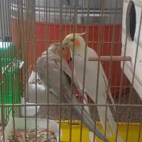 جفت عروس هلندی