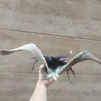شاخ