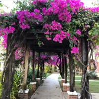 استخدام باغبان