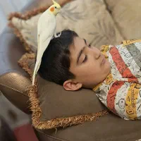 پرنده عروس هلندی