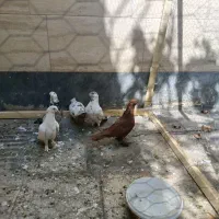 کفتر