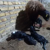 میش وبره هترو. همو